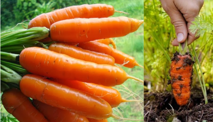 Como cultivar cenoura em casa método simples