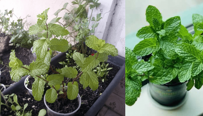 Como Cultivar Hortelã em seu quintal