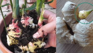 Como cultivar gengibre em vasos em casa