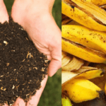 Como fazer e usar adubo casca de banana no seu jardim