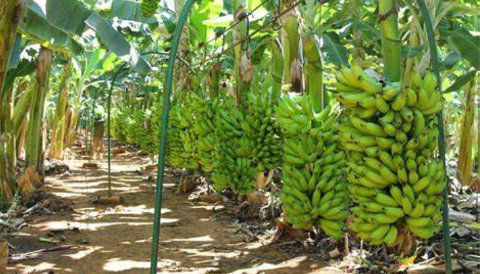 Como cultivar bananas passo a passo