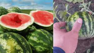 Como plantar melancia no seu quintal confira