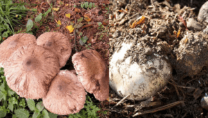 Composto de cogumelo para usar no seu jardinagem