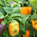 Como cultivar pimentas no quintal da sua casa