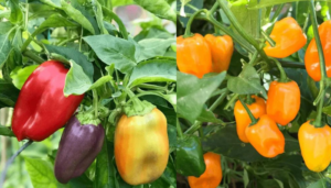 Como cultivar pimentas no quintal da sua casa