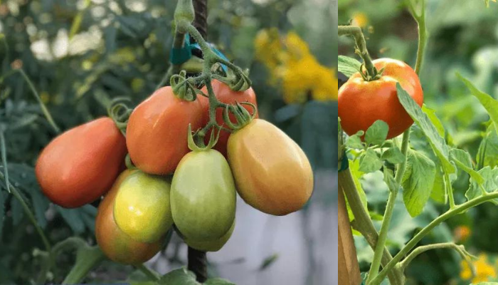 Como cultivar tomates veja as 10 dicas para cultivar tomates