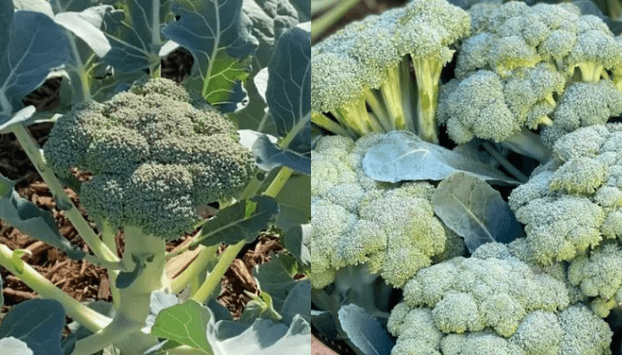 Cinco dicas para cultivar brócolis em sua casa