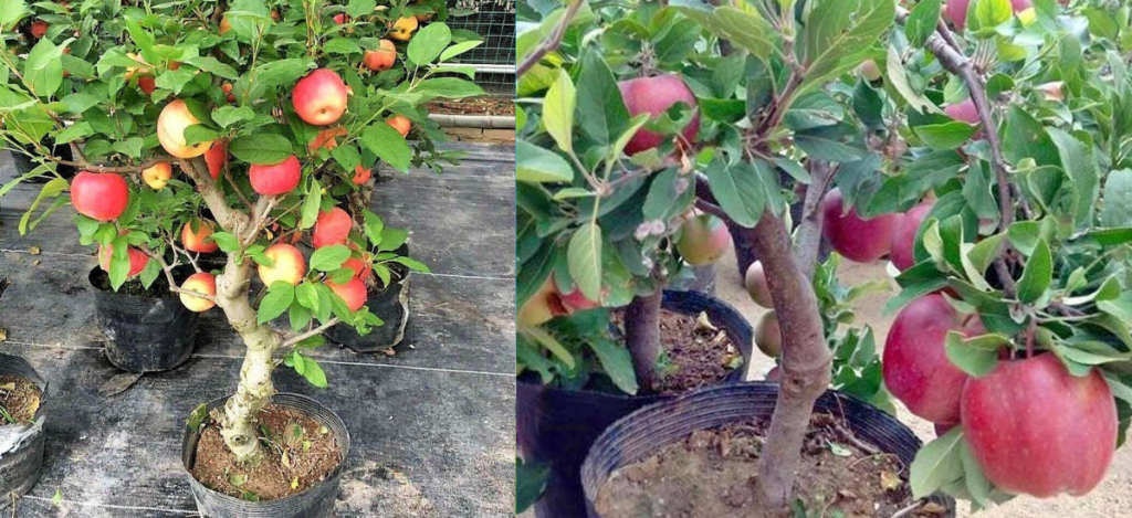 Como plantar uma macieira em um vaso