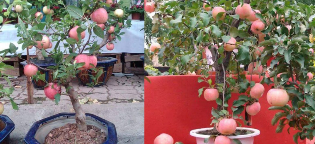 Como plantar uma macieira em um vaso