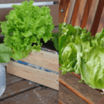 Como cultivar alface dentro de casa confira