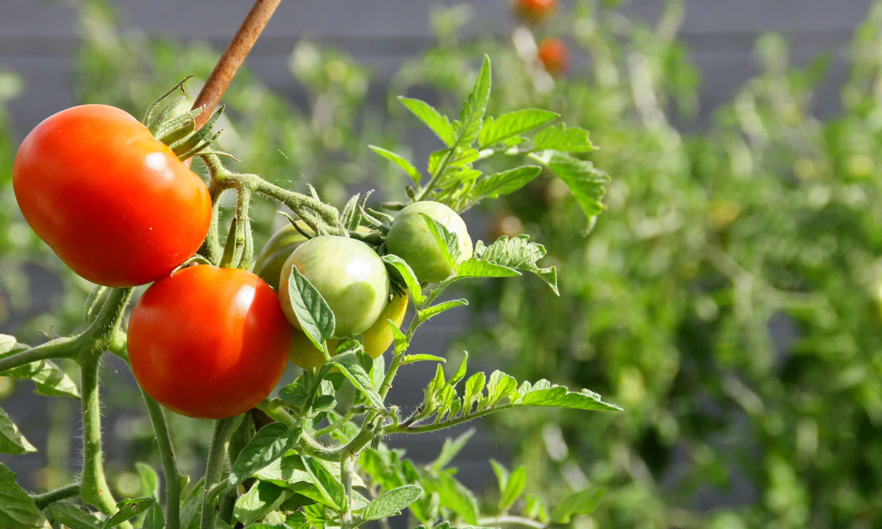 Como cultivar tomates veja as 10 dicas para cultivar tomates