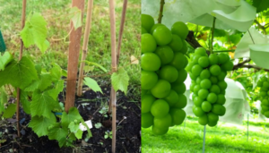 Como cultivar uvas confira o passo a passo