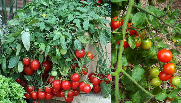 Como podar plantas de tomate e pimenta tire o máximo da sua colheita!