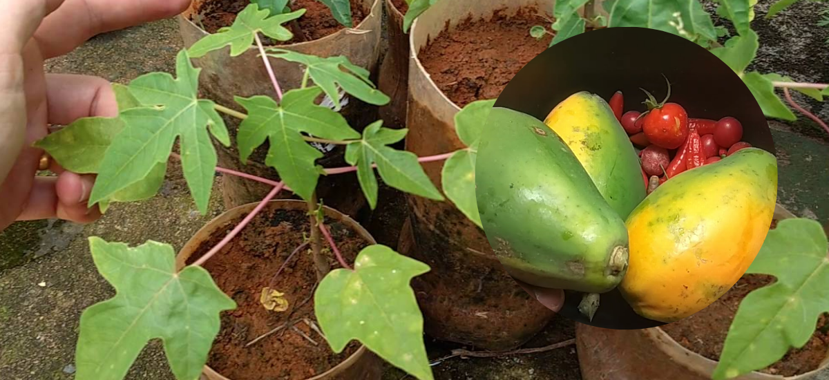 Como Cultivar Mamão Papaya em Casa?