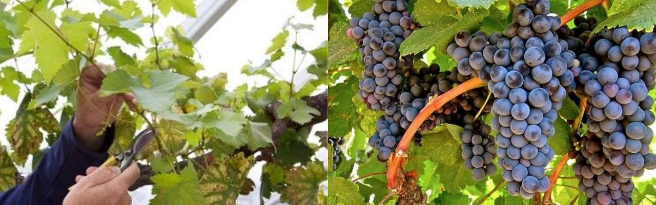 Como cultivar uvas confira o passo a passo