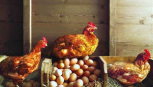 Como criar galinhas Os segredos simples para um grande rebanho no quintal!