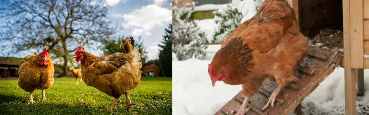 Como preparar suas galinhas para o inverno 