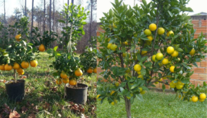 Como plantar uma laranjeira a partir de sementes