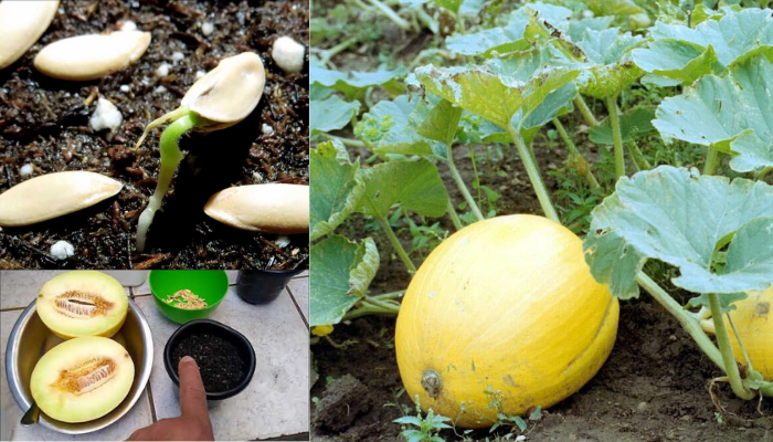 Como Plantar e Cultivar Melões: Guia Completo Confira