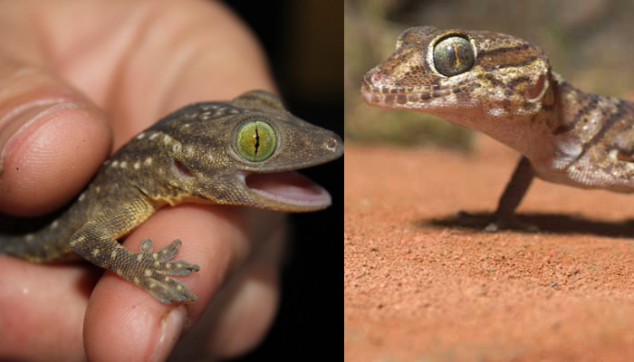 Como as geckos-aranha sobrevivem no deserto mais quente do mundo?