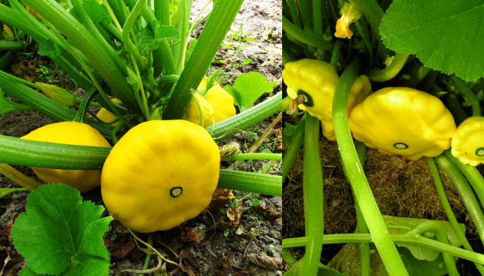 Como cultivar abóbora pattypan no seu quintal