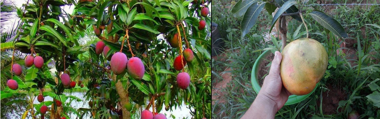 Como Plantar Manga Em Vaso Ou Solo Passo A Passo