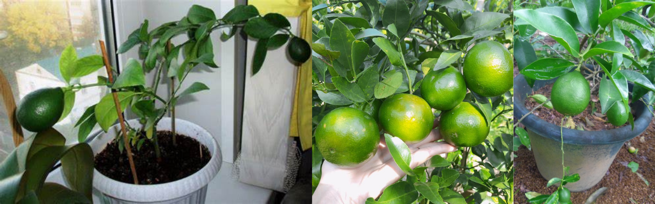 Como Plantar limão no Vaso Guia Simples Passo a Passo