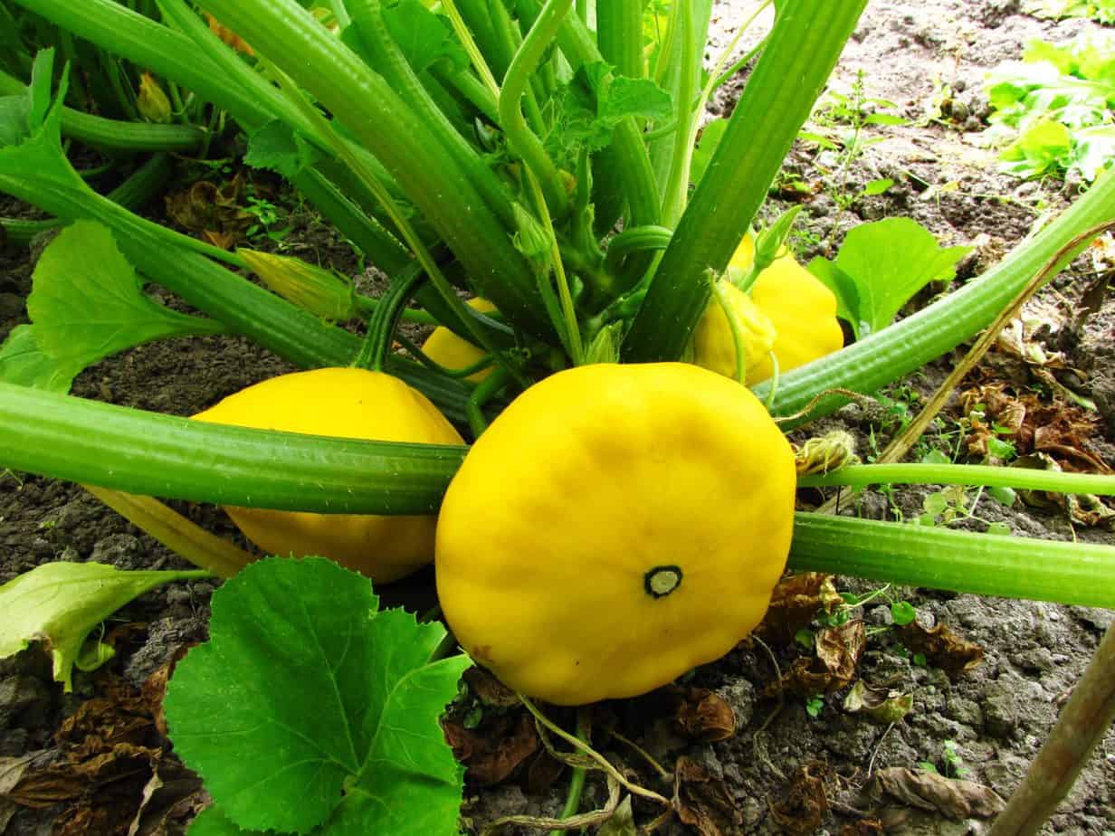 Como cultivar abóbora pattypan no seu quintal