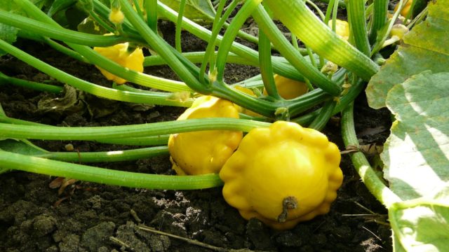 Como cultivar abóbora pattypan no seu quintal