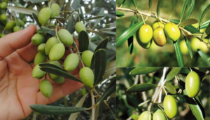 Como as azeitonas crescem nas oliveiras