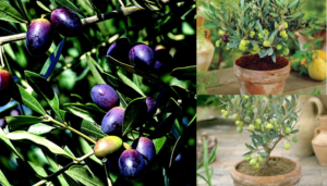 Como plantar e cultivar uma oliveira em casa