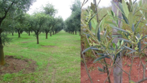 Regiões Nobres para o Cultivo de Oliveiras