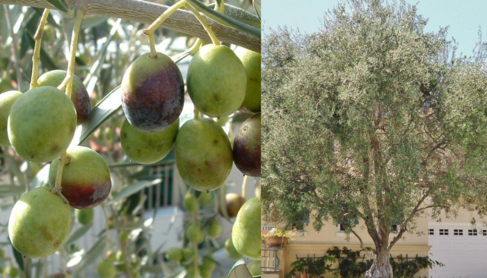 A Beleza e Utilidade das Oliveiras Confira!