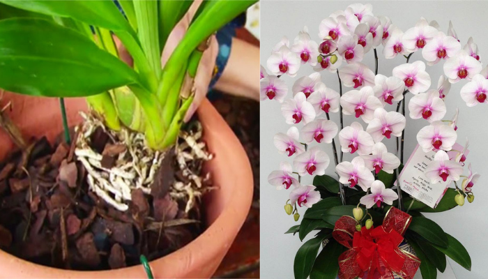 Como Cultivar orquídeas em 3 Passos muito Simples -
