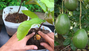 Como Cultivar abacate em vasos Passo a Passo confira!