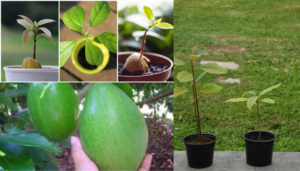 Como fertilizar uma árvore de abacate passo a passo