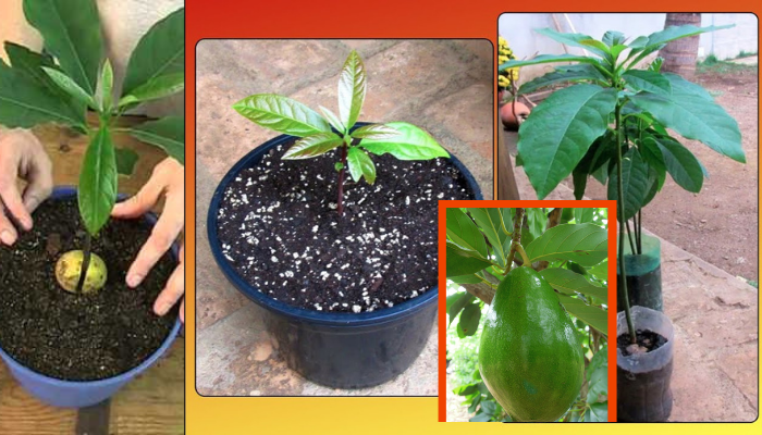Quanto tempo leva para cultivar uma árvore de abacate?