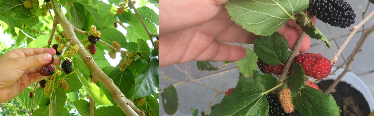 Como Plantar Amora na Terra ou Vaso no Seu Quintal