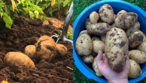 Como plantar e cultivar batatas passo a passo