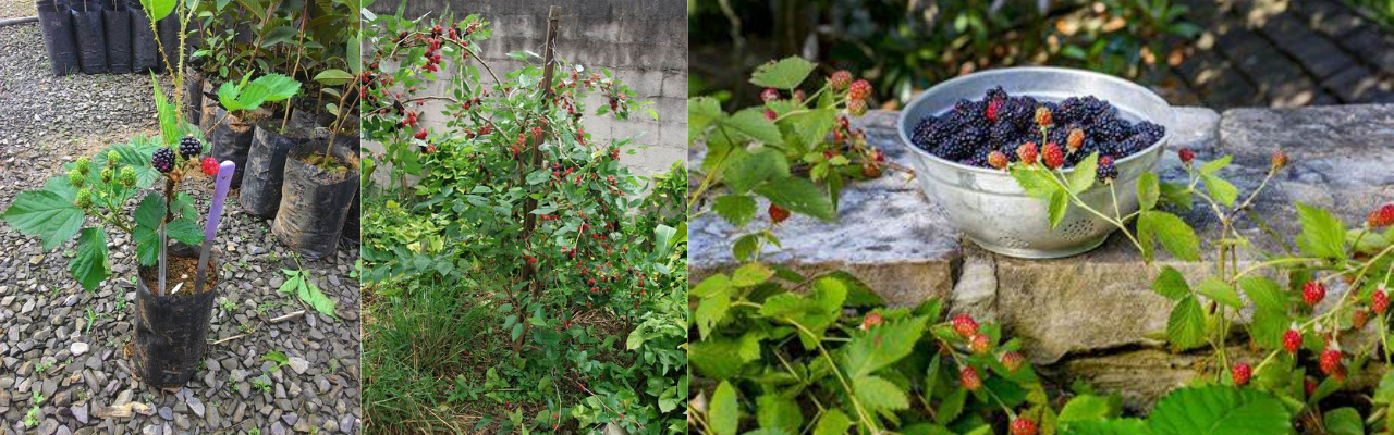 Como Plantar Amora na Terra ou Vaso no Seu Quintal