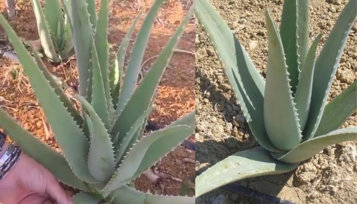 Qual é o melhor solo para cultivar Aloe Vera?
