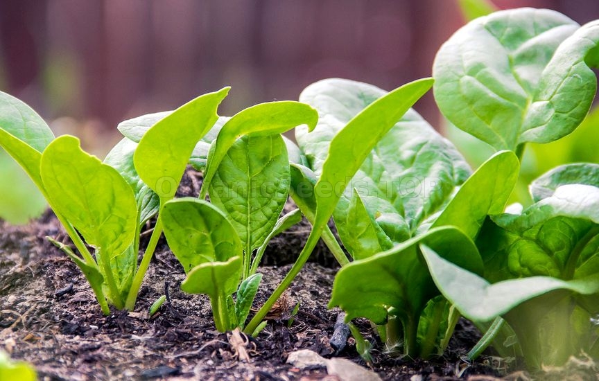 Como plantar espinafre no seu quintal passo a passo