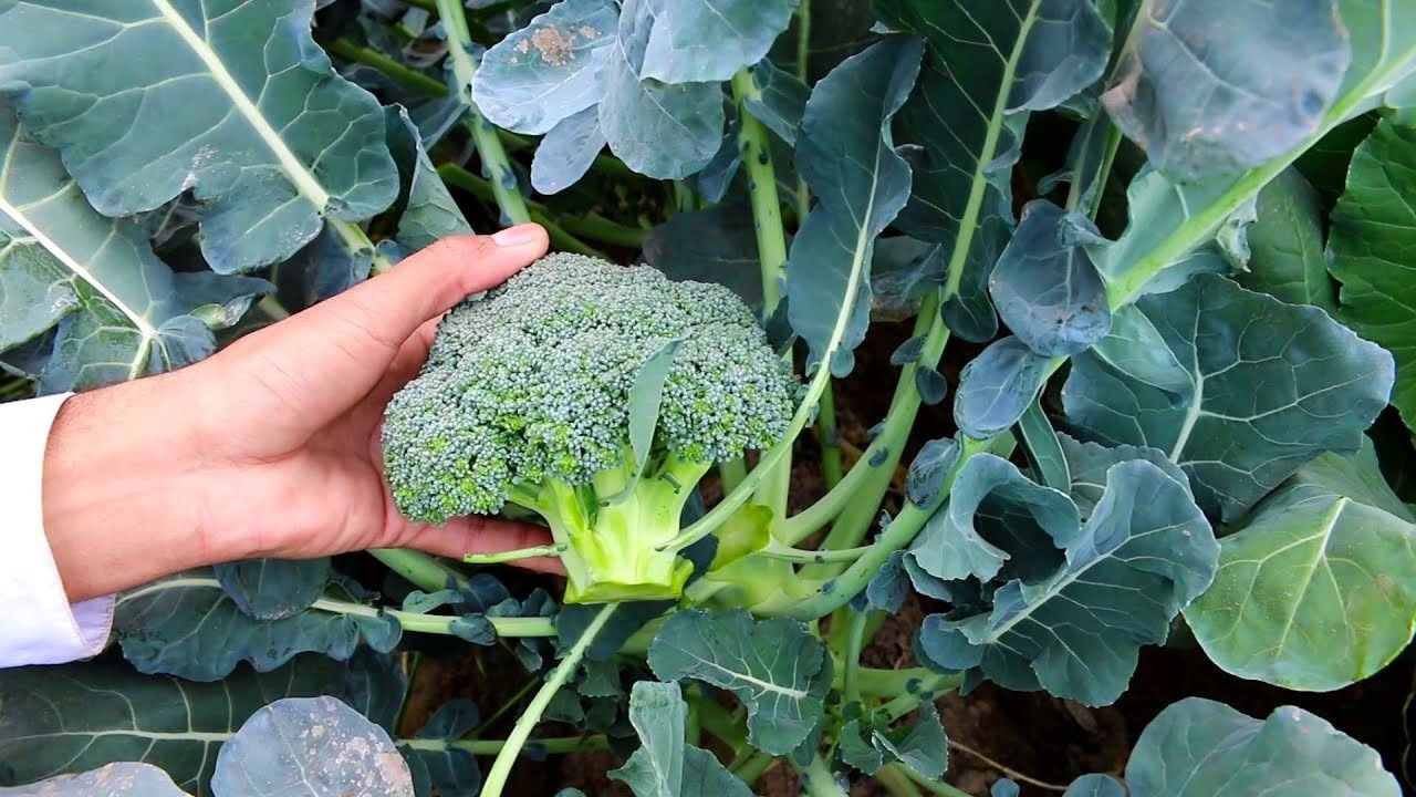Cultivo de brócolis em qualquer zona climática