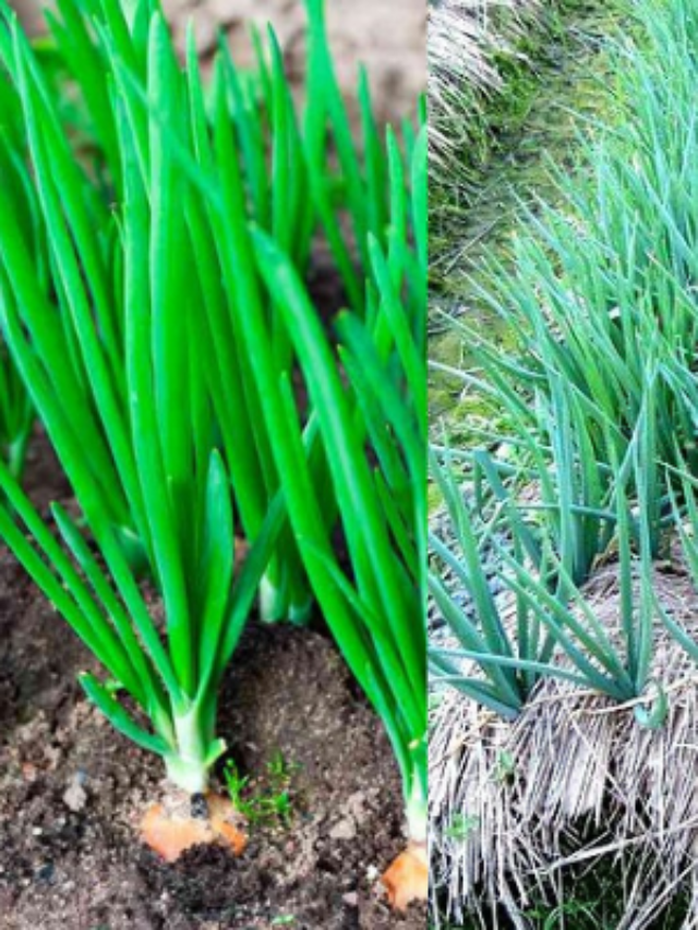 Como Cultivar Cebolas a Partir de Sementes Confira!