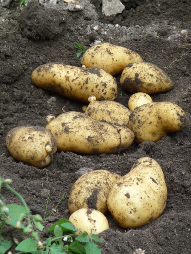 Como plantar e cultivar batatas passo a passo