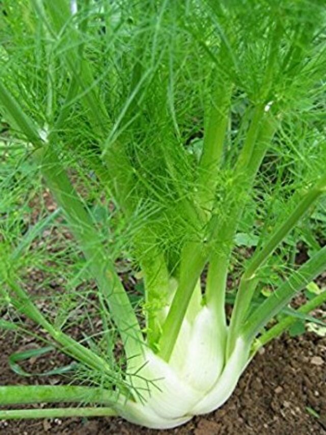 cropped-herb-florence-fennel-4.jpg