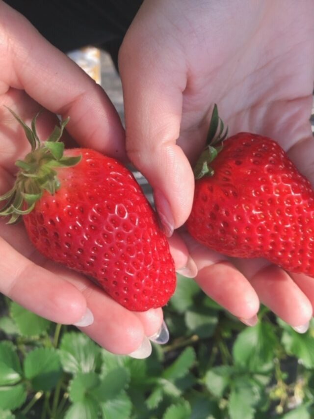 Quando os morangos devem ser plantados: seu guia completo