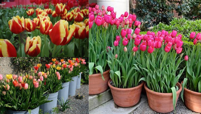 Como cuidar de tulipas veja o passo a passo