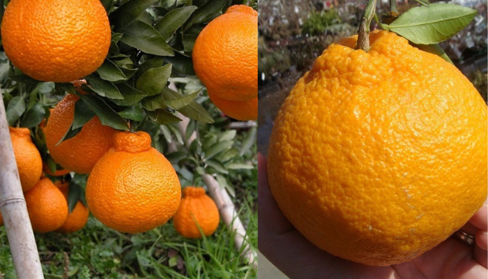 Como cultivar tangerinas em vaso ou solo confira!