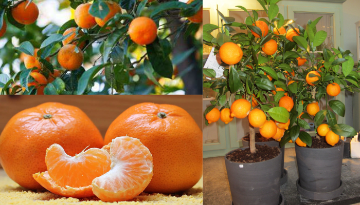 Como cultivar árvores de tangerina não importa onde você mora